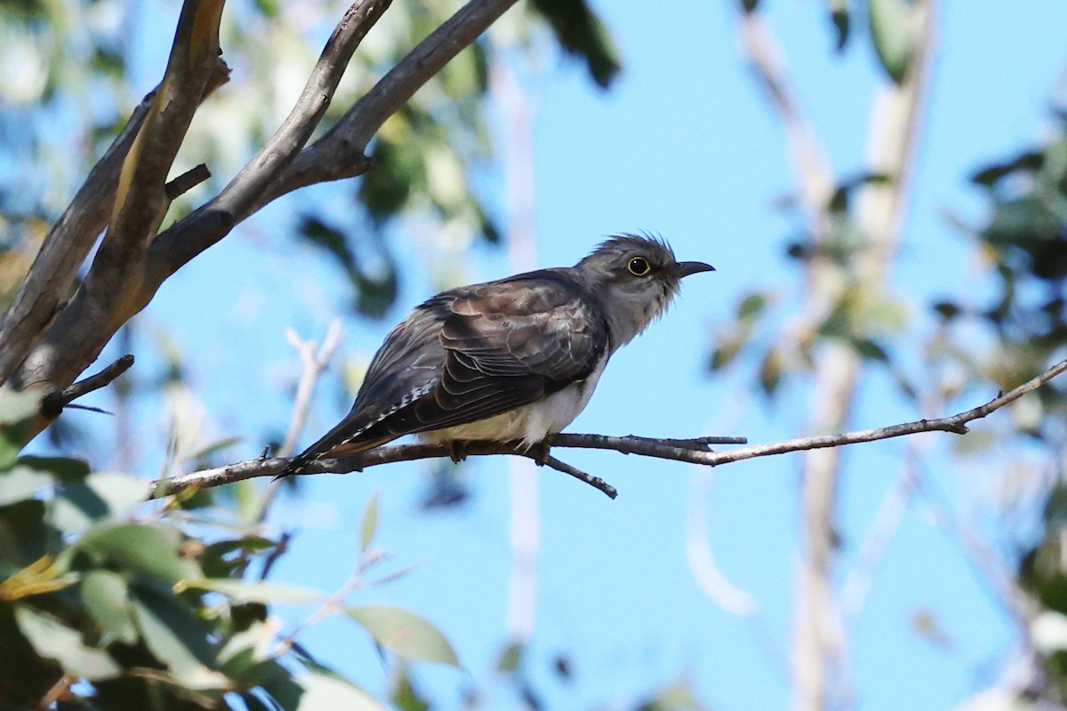 Fan-tailed Cuckoo - ML642695962