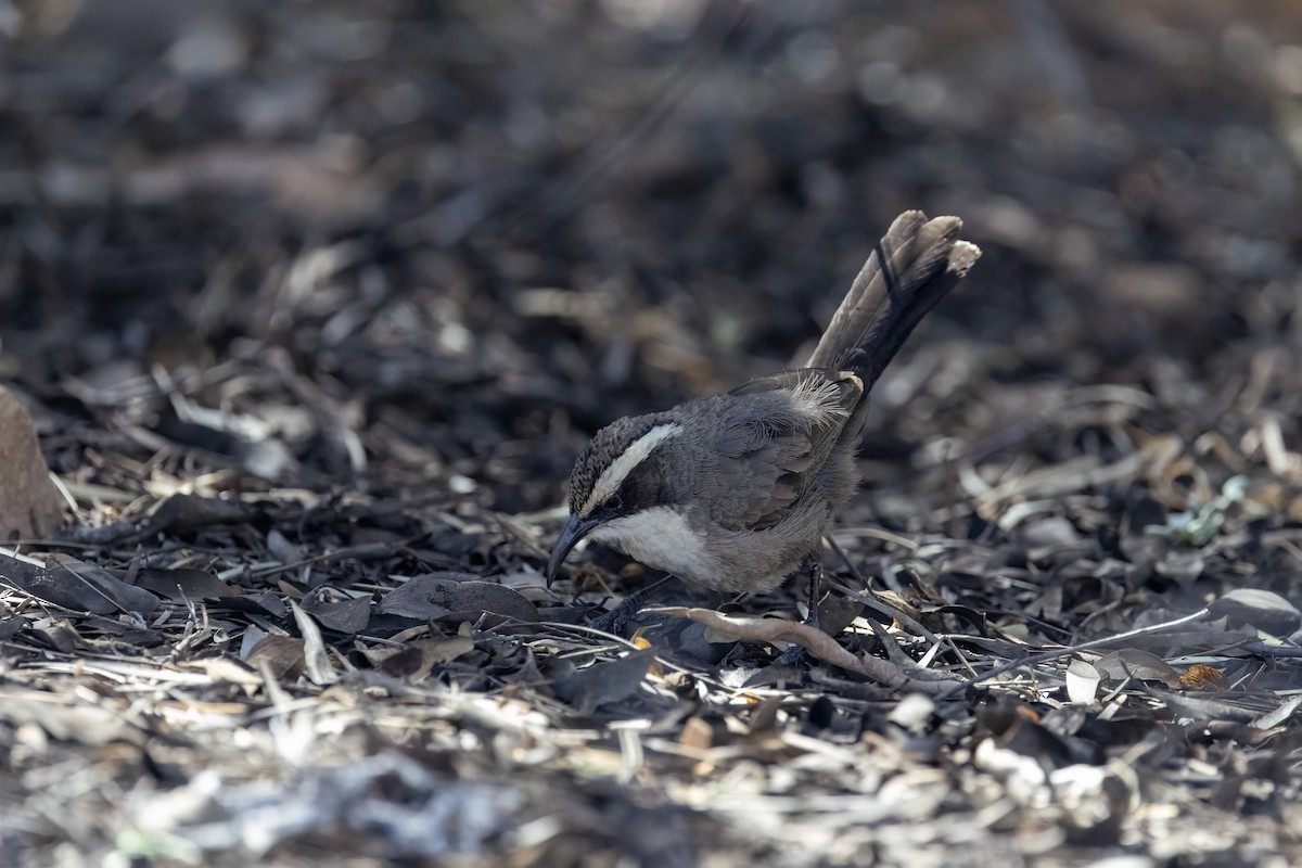 White-browed Babbler - ML642695963