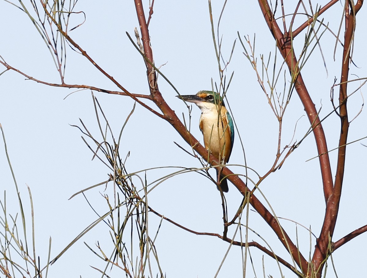 Sacred Kingfisher - ML642695965