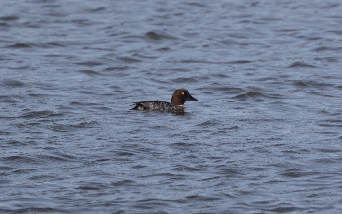 Common Goldeneye - ML642695966