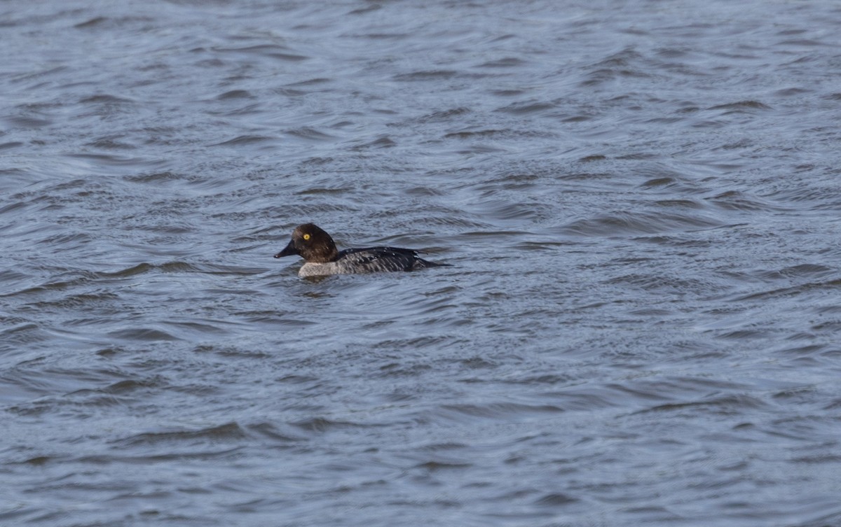 Common Goldeneye - ML642695967