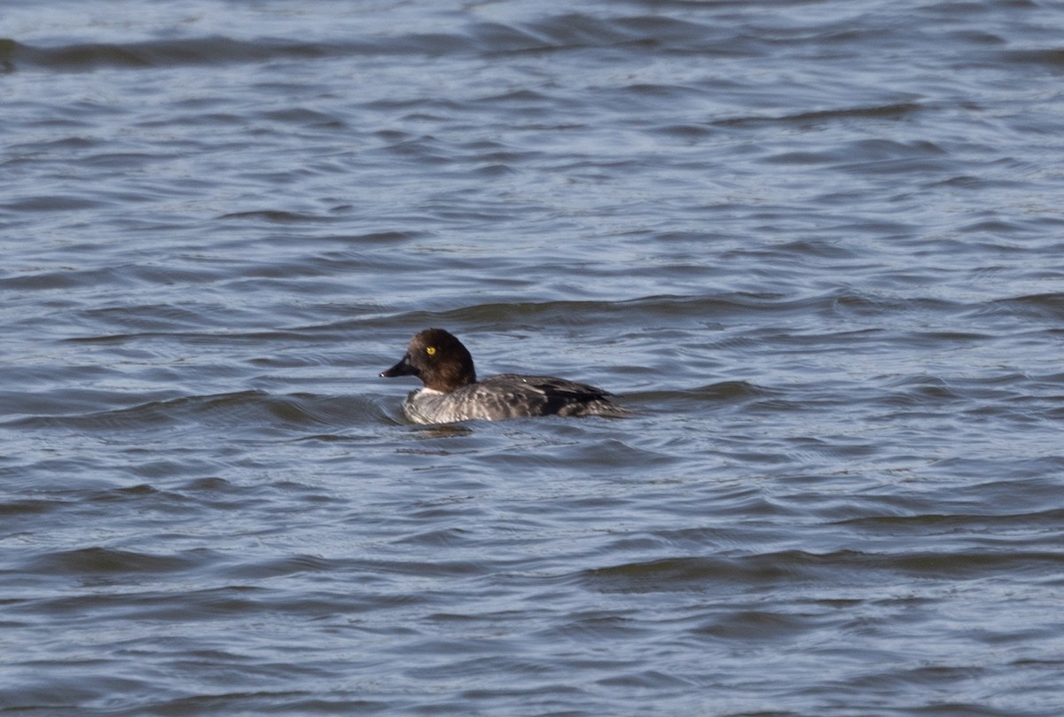 Common Goldeneye - ML642695968