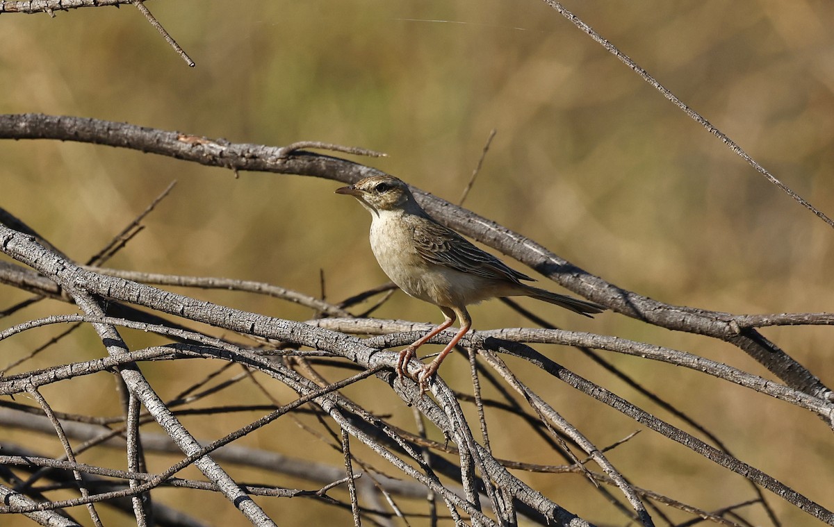 Rufous Songlark - ML642695969