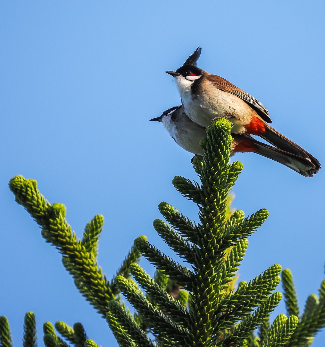 Red-whiskered Bulbul - ML642695970