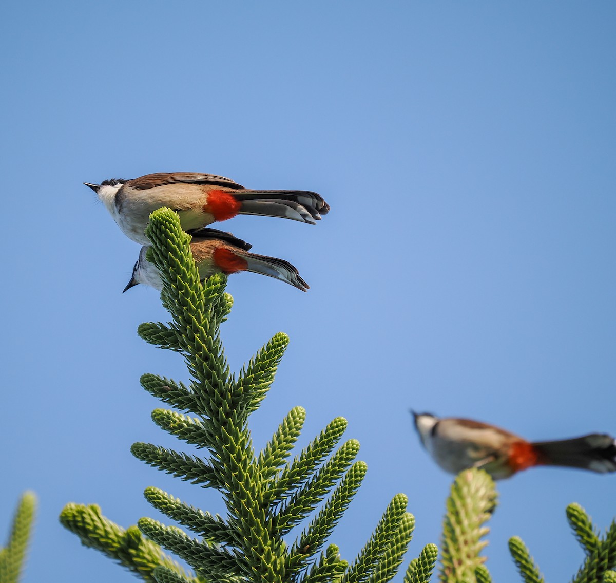 Red-whiskered Bulbul - ML642695971