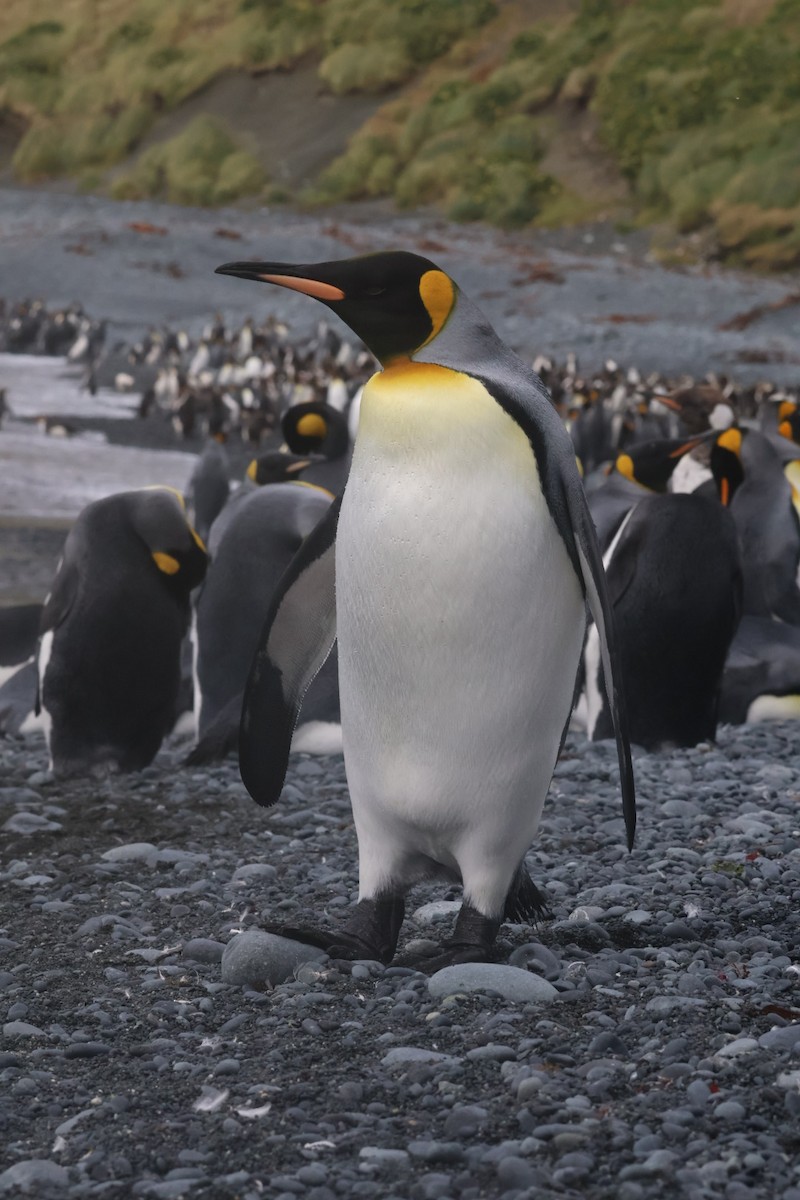 Kral Penguen - ML642696000
