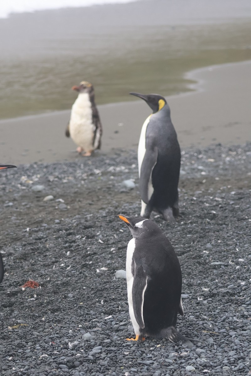 Gento Pengueni - ML642696002