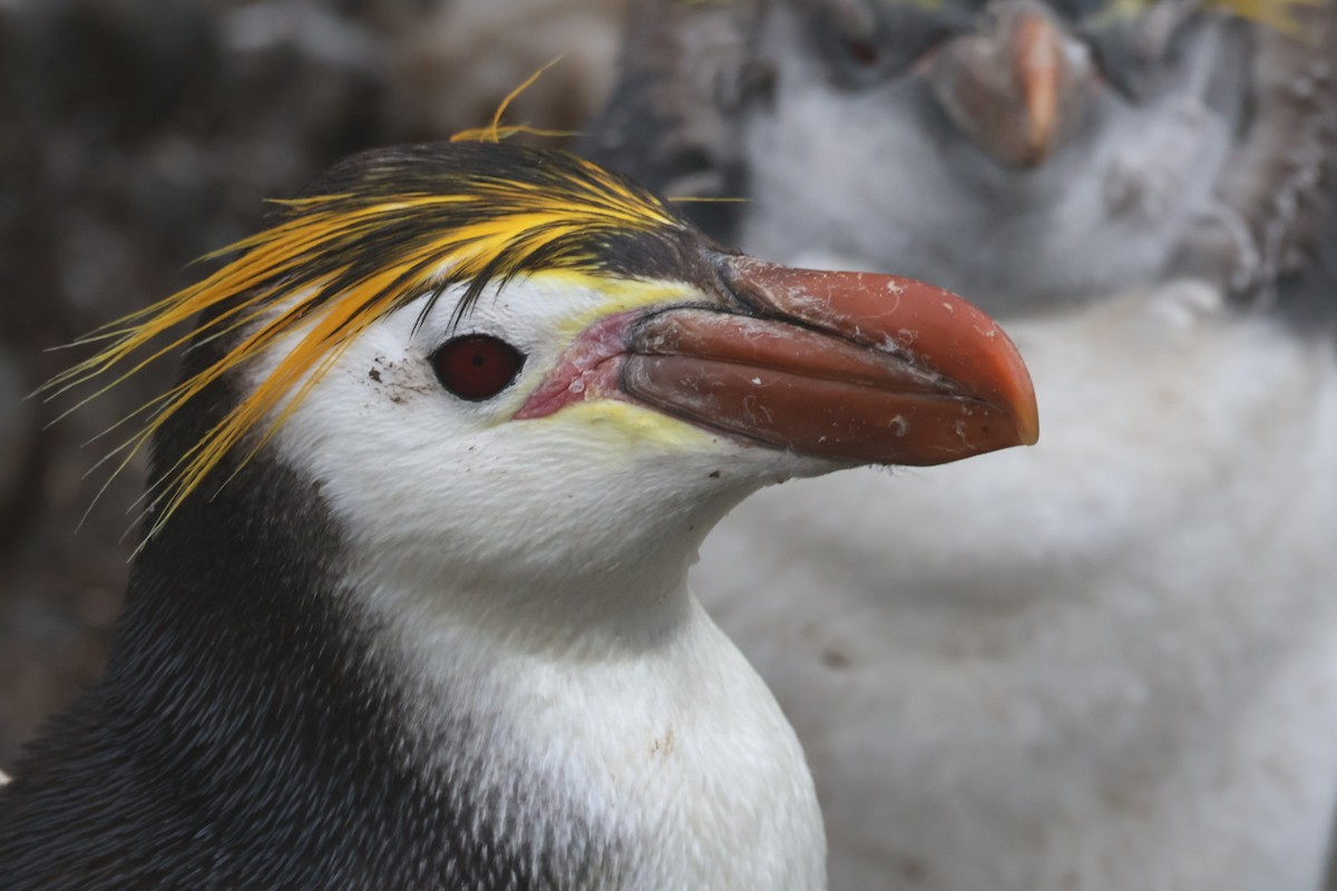 Ak Yüzlü Penguen - ML642696009