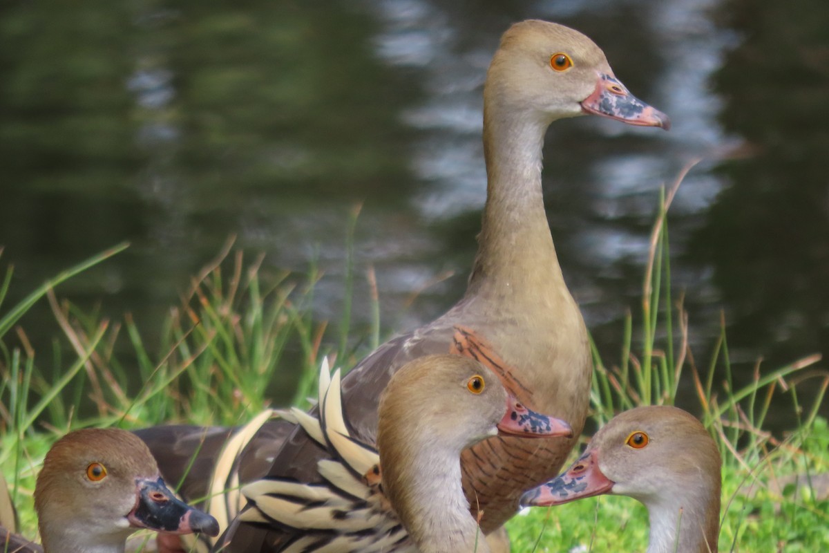 Plumed Whistling-Duck - ML642696019