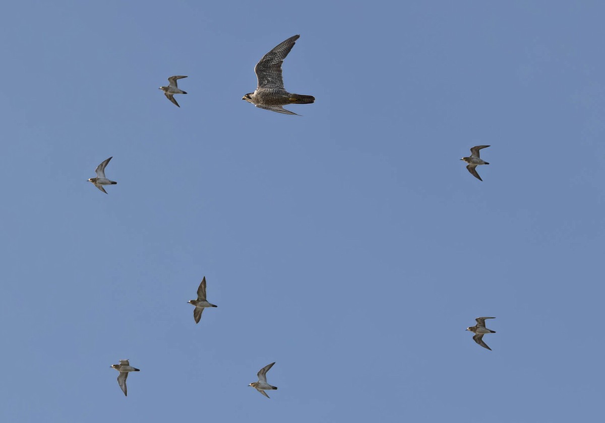 Peregrine Falcon - ML642696039