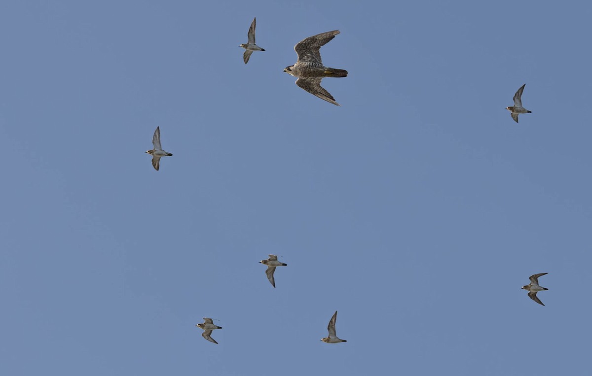 Peregrine Falcon - ML642696040