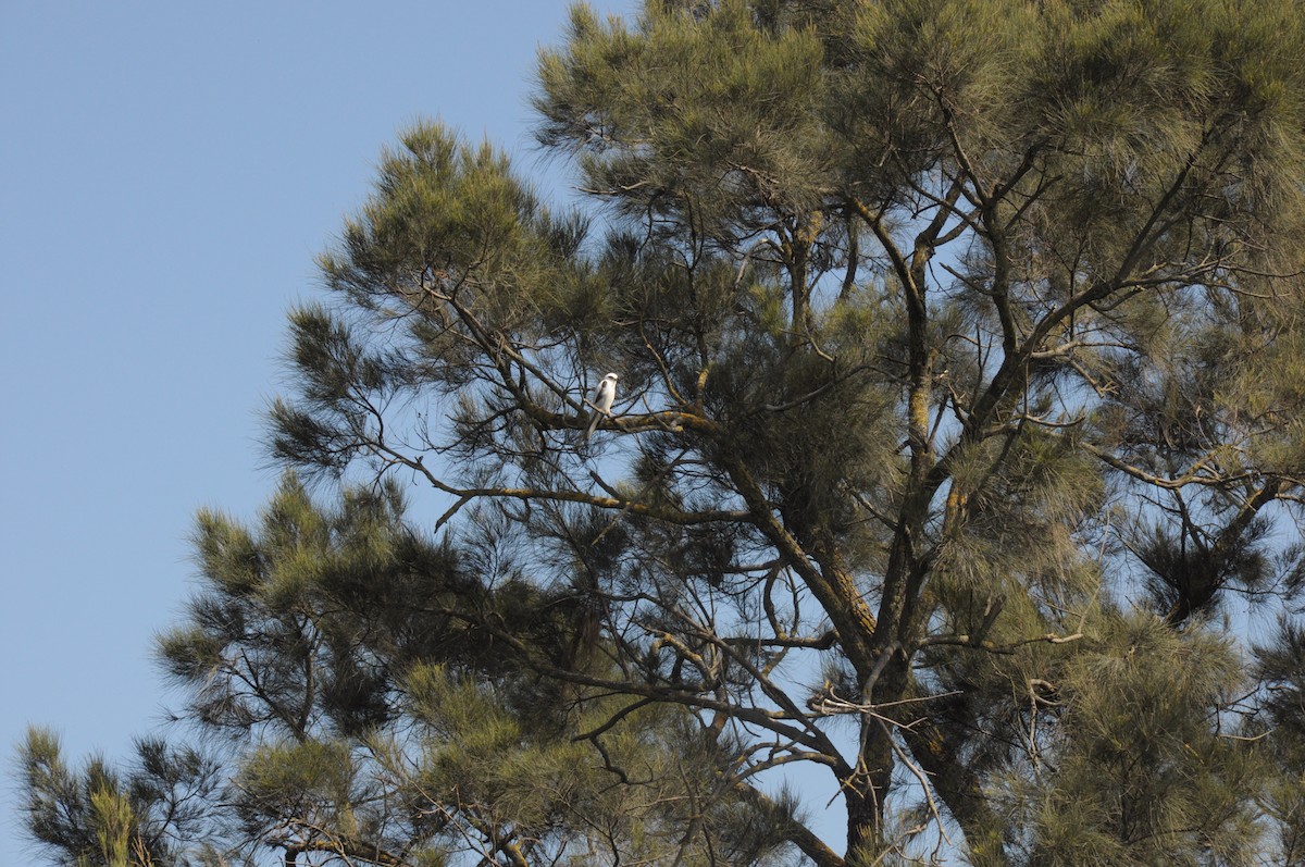Black-shouldered Kite - ML642696045