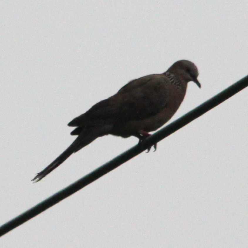 Spotted Dove (Eastern) - ML642696046