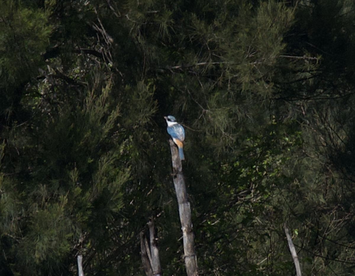 Red-backed Kingfisher - ML642696047