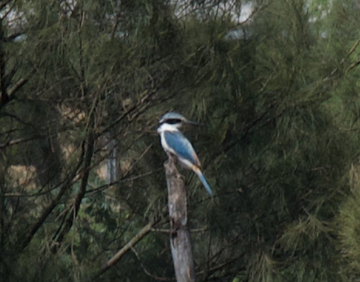 Red-backed Kingfisher - ML642696049