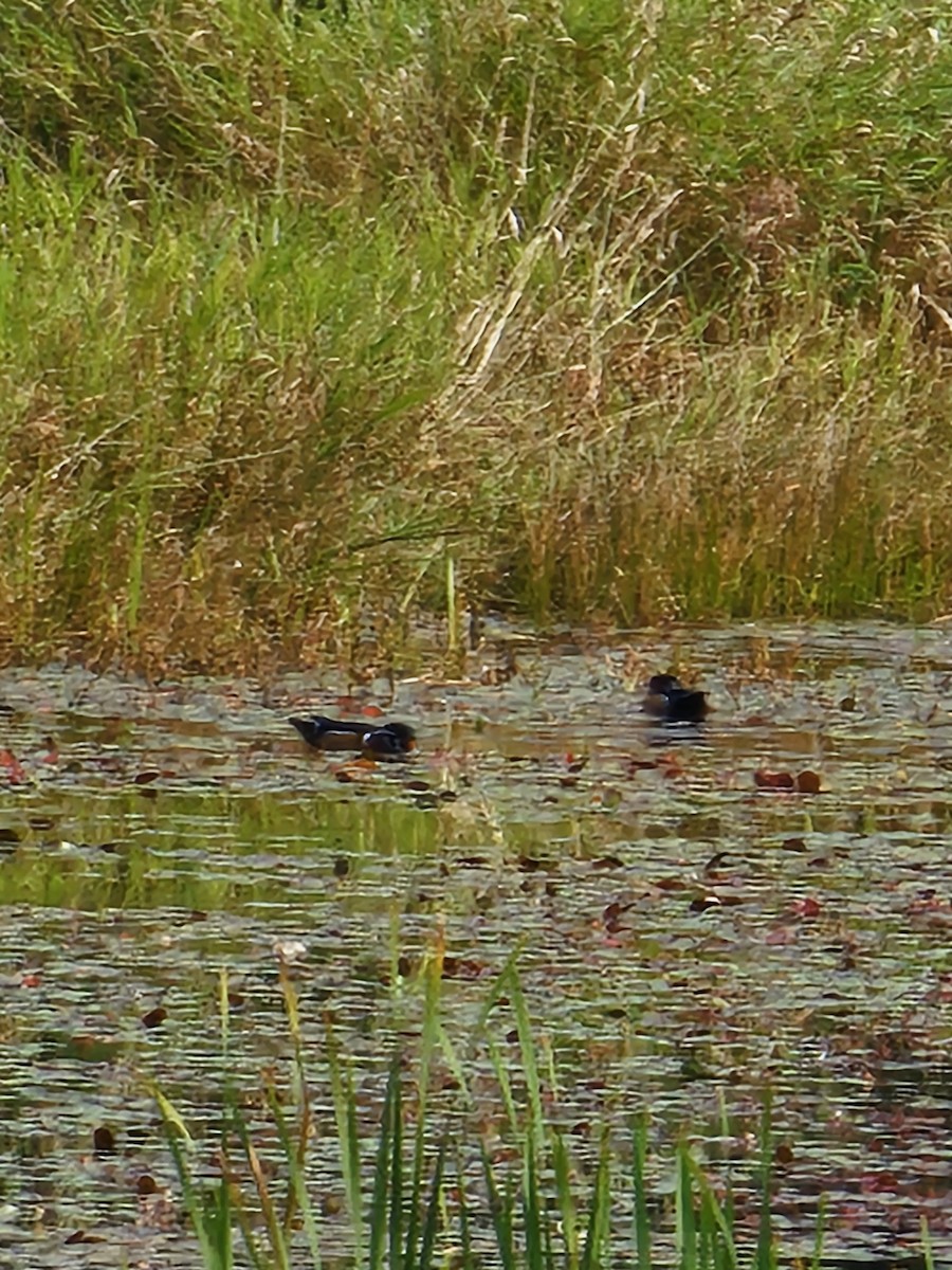 Wood Duck - ML642696051