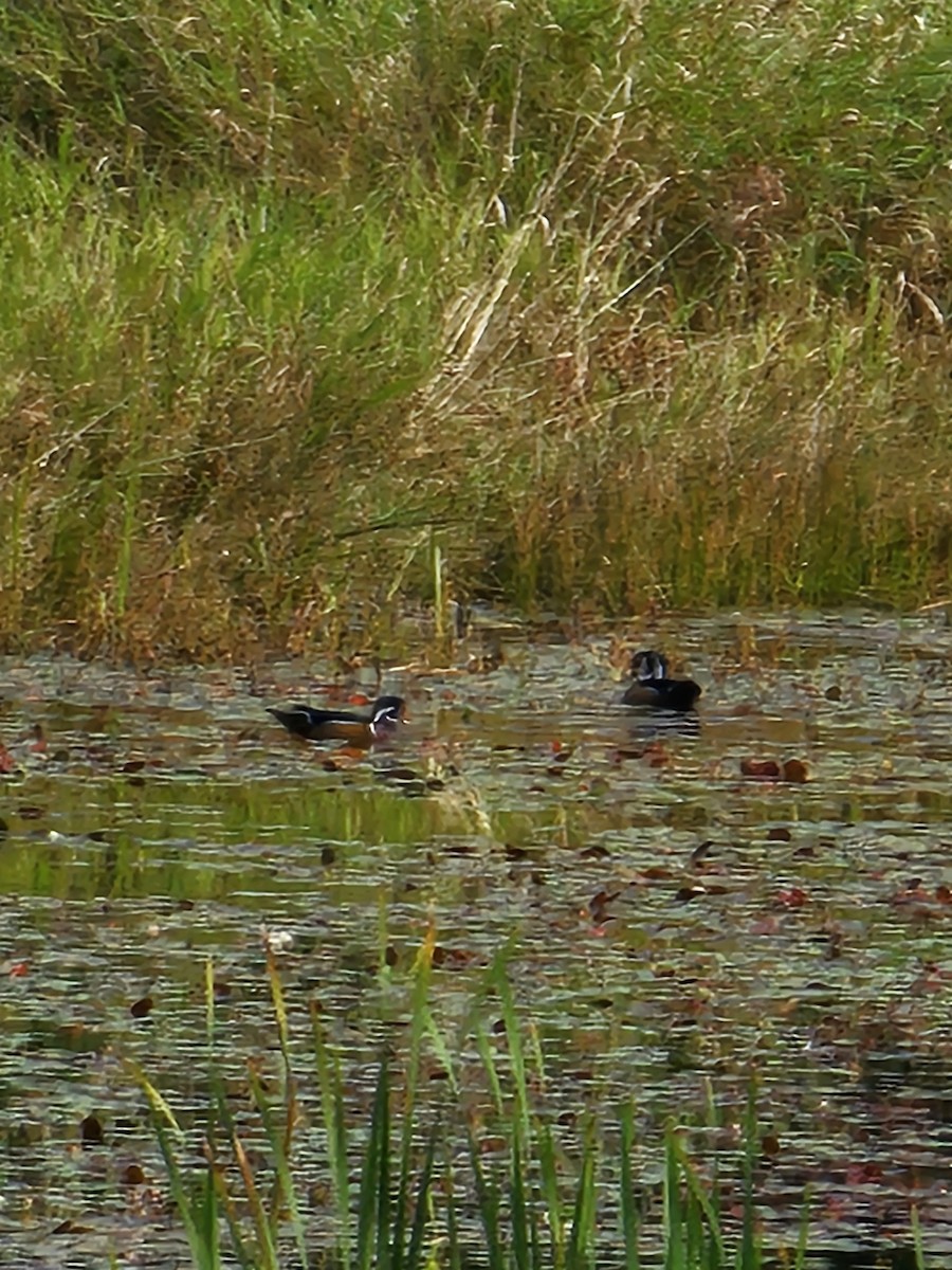 Wood Duck - ML642696052