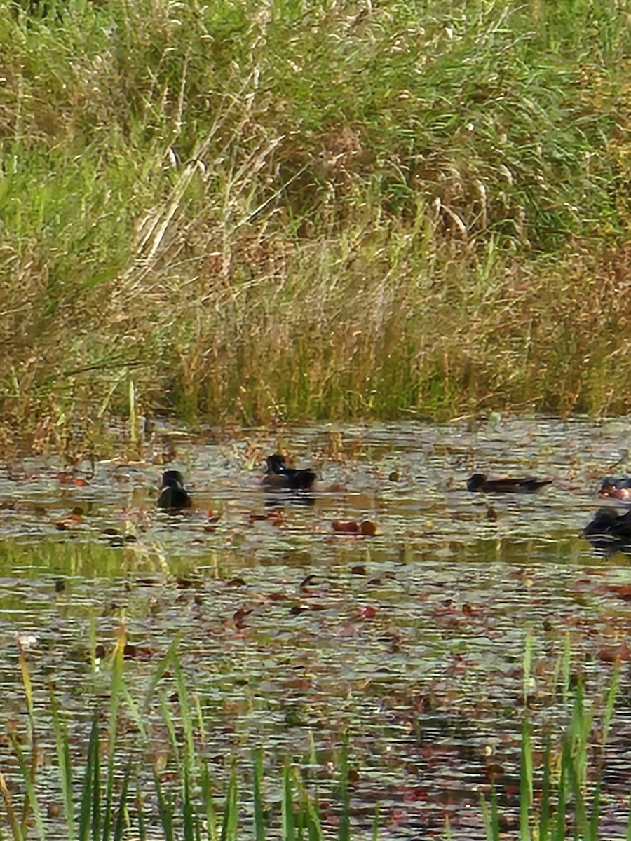 Wood Duck - ML642696053