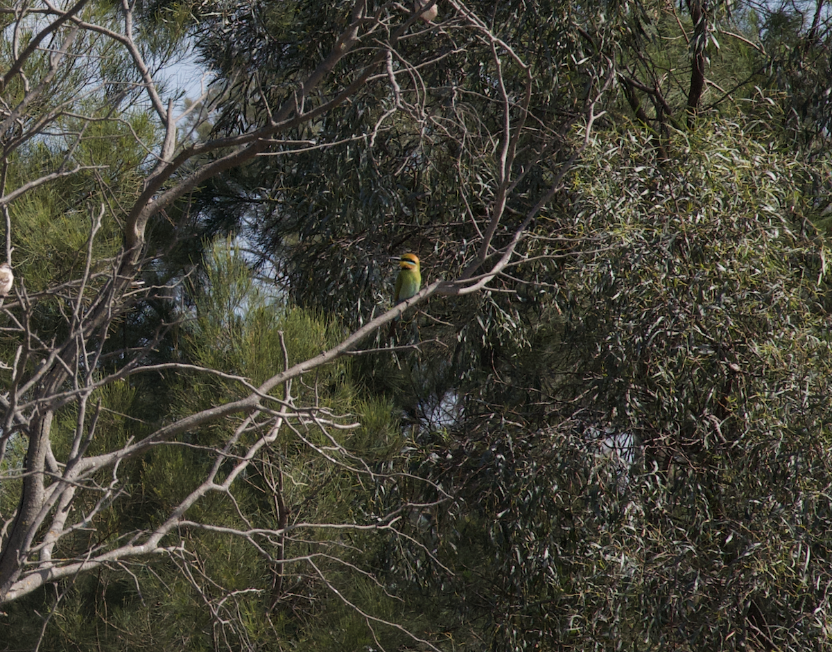 Rainbow Bee-eater - ML642696064