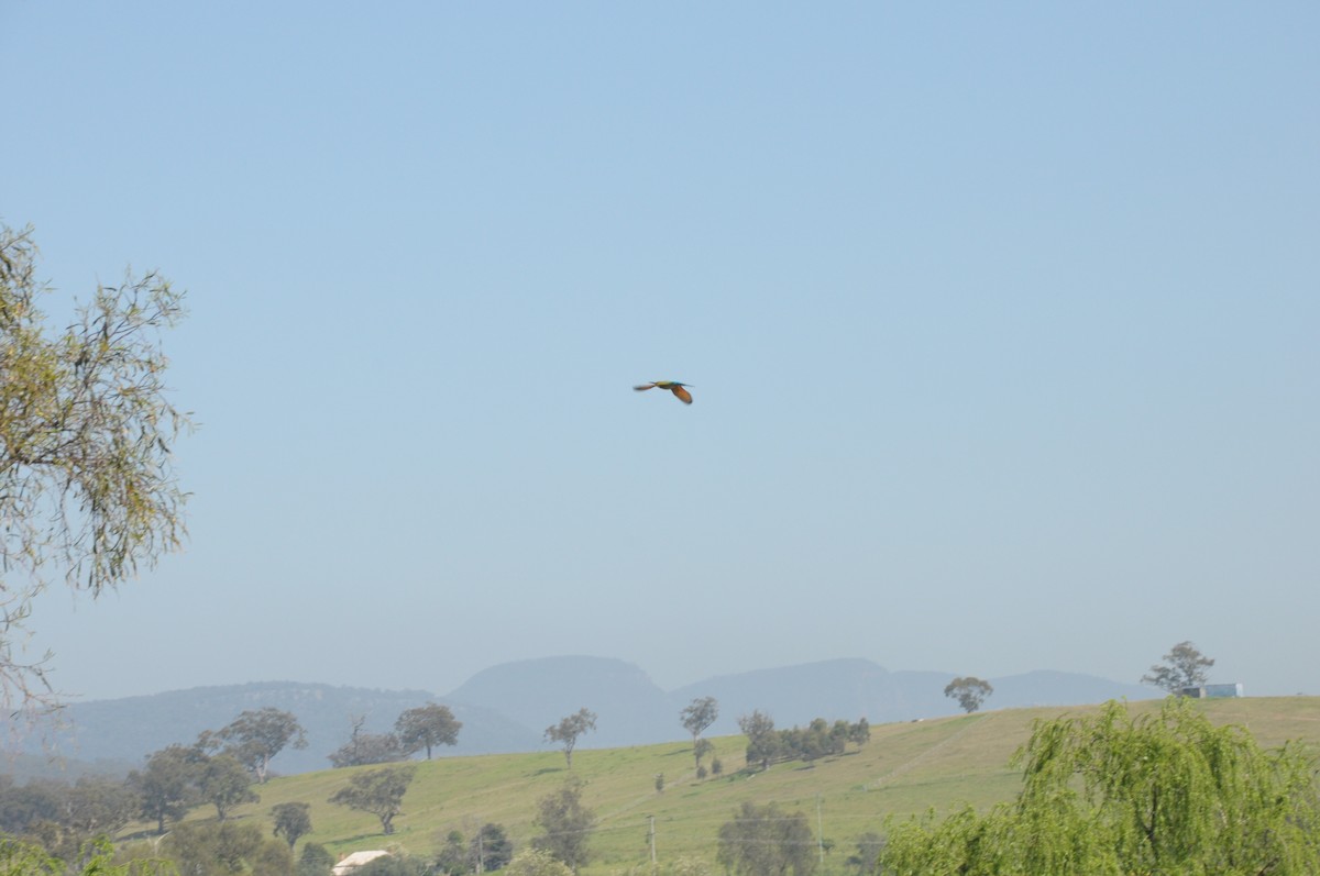 Rainbow Bee-eater - ML642696065