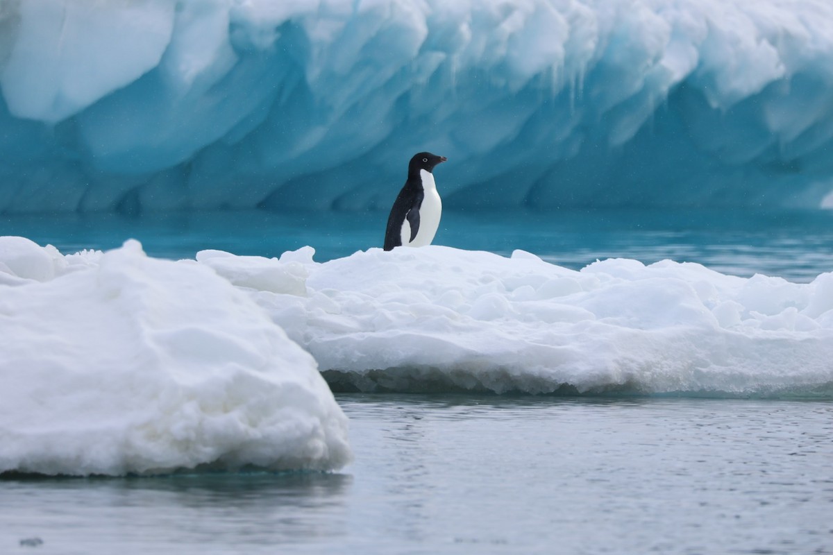 Adelie Penguin - ML642696067