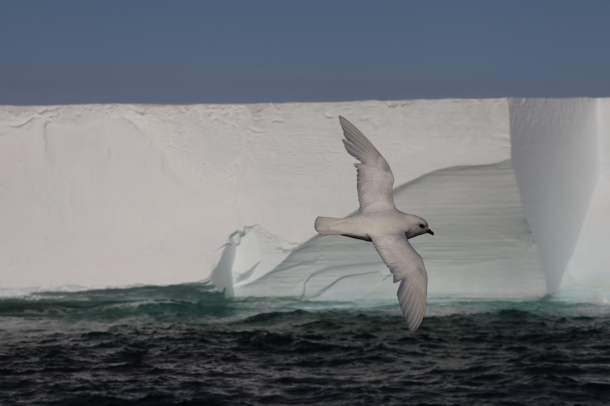 Snow Petrel - ML642696074