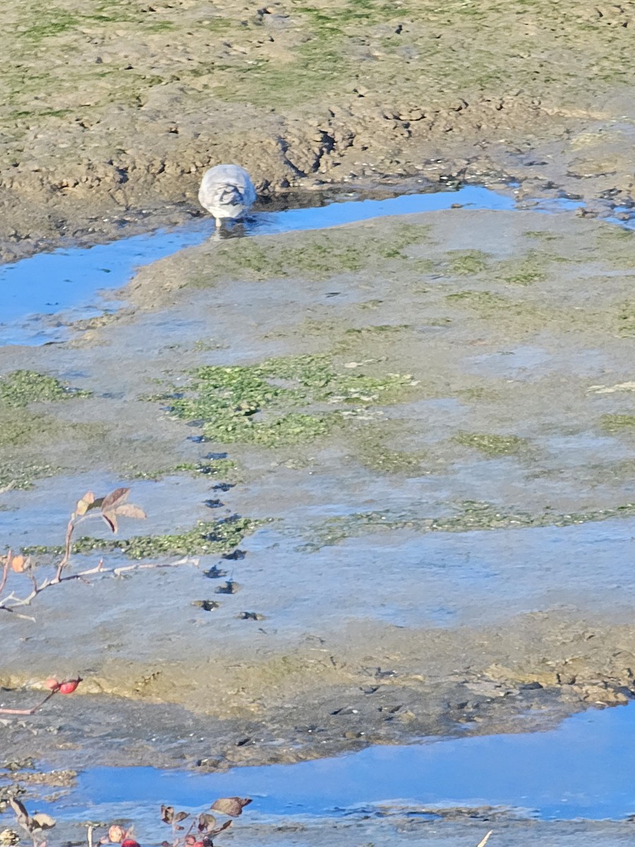 Ring-billed Gull - ML642696090