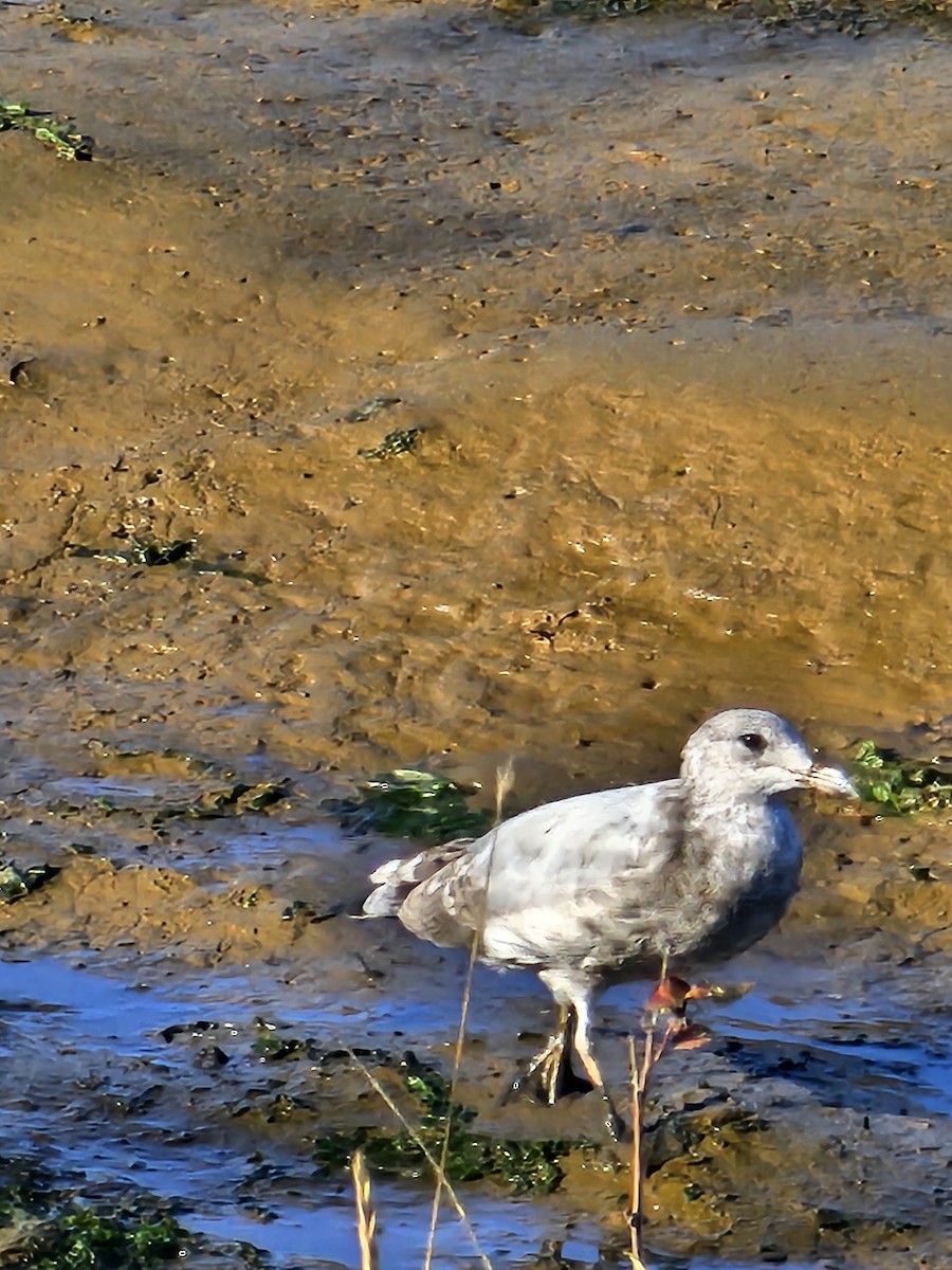 Ring-billed Gull - ML642696093