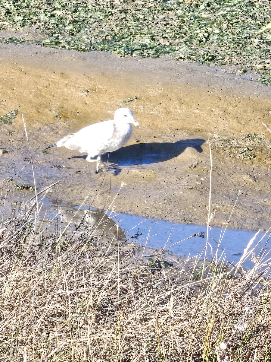 Ring-billed Gull - ML642696099