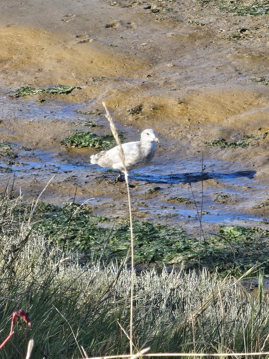 Ring-billed Gull - ML642696100