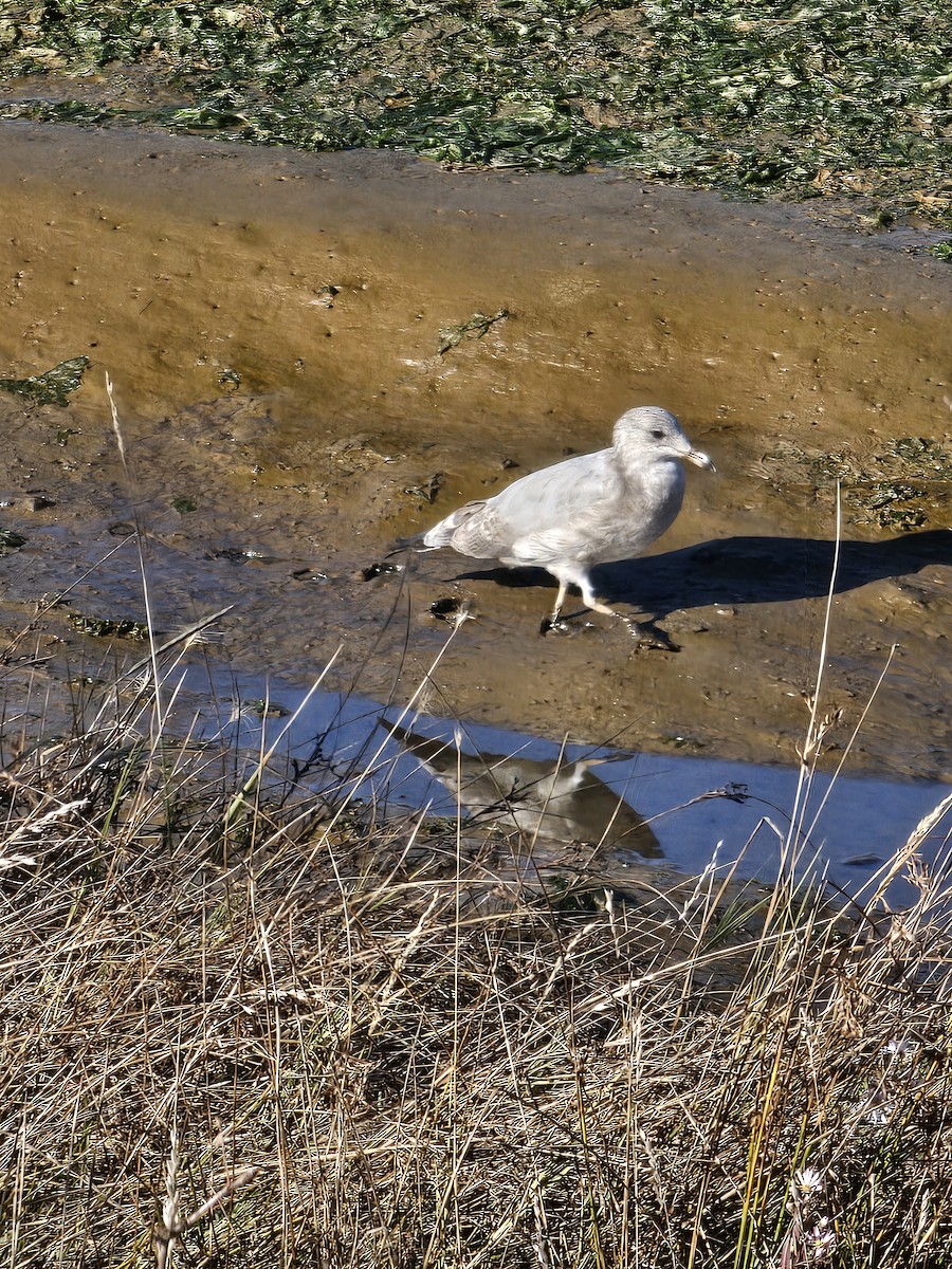 Ring-billed Gull - ML642696101
