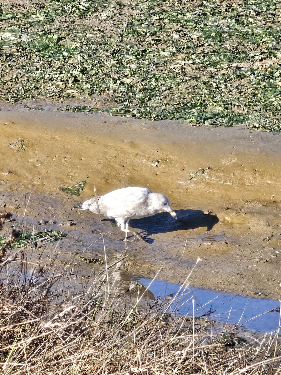 Ring-billed Gull - ML642696102