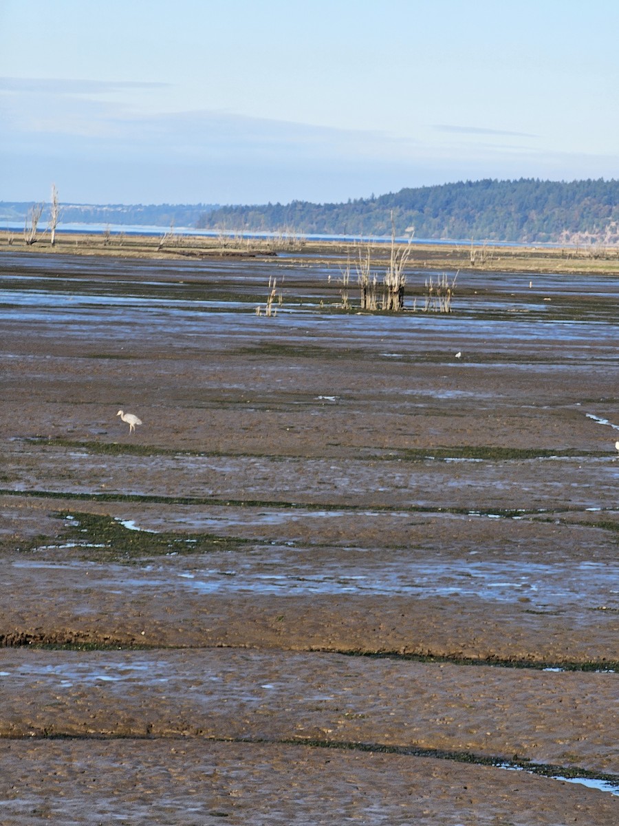 Ring-billed Gull - ML642696104
