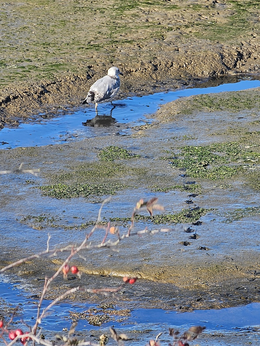Ring-billed Gull - ML642696105