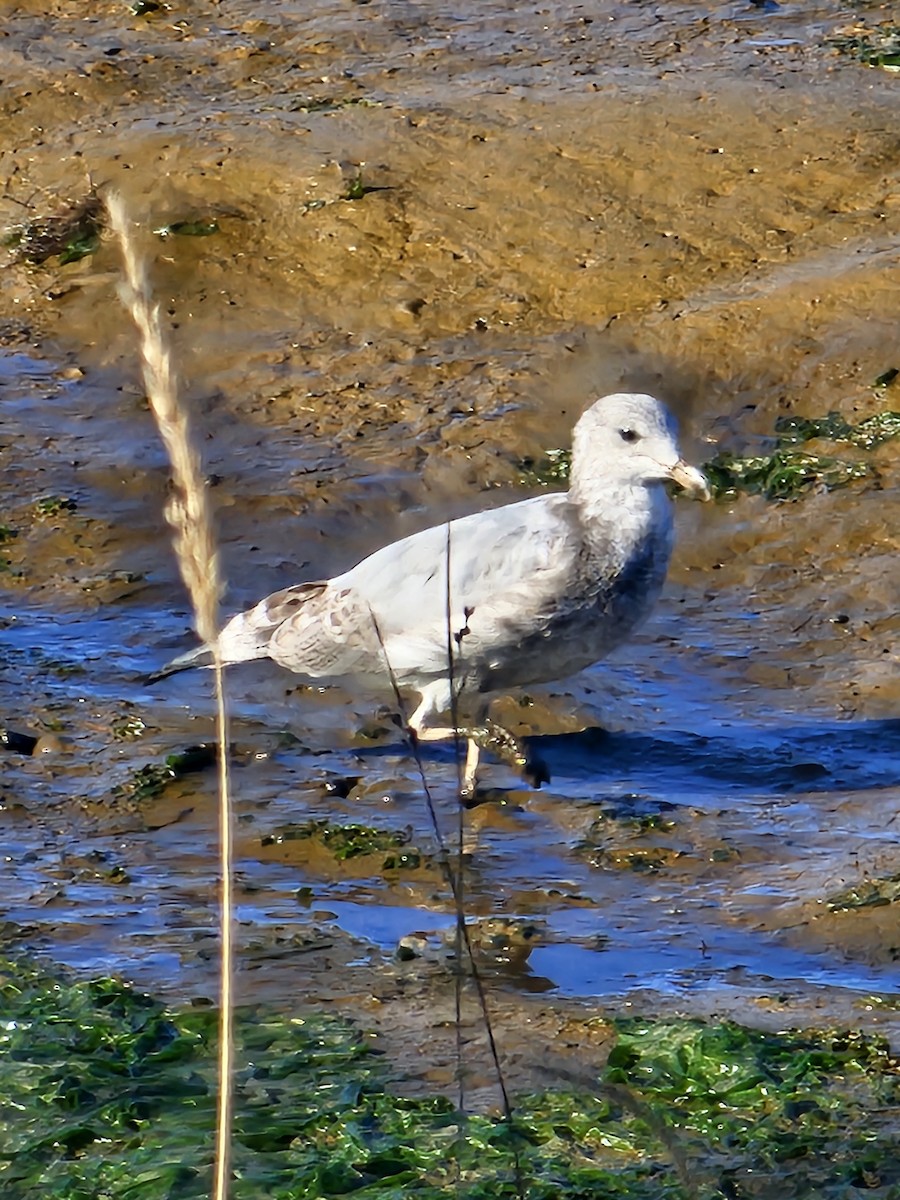Ring-billed Gull - ML642696106