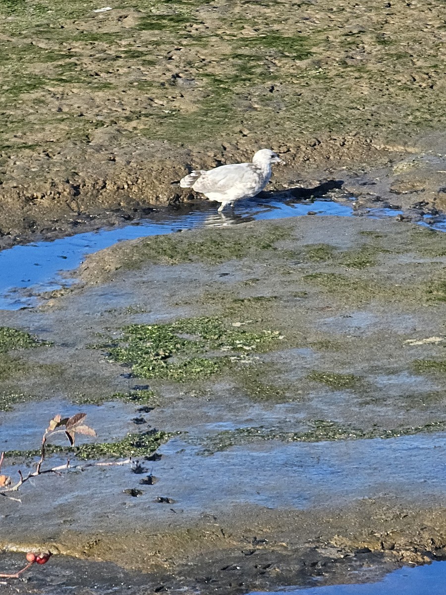 Ring-billed Gull - ML642696107