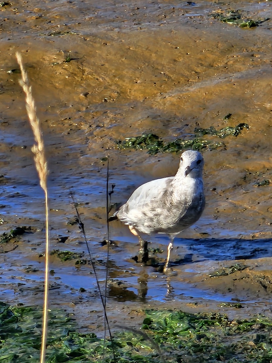 Ring-billed Gull - ML642696108