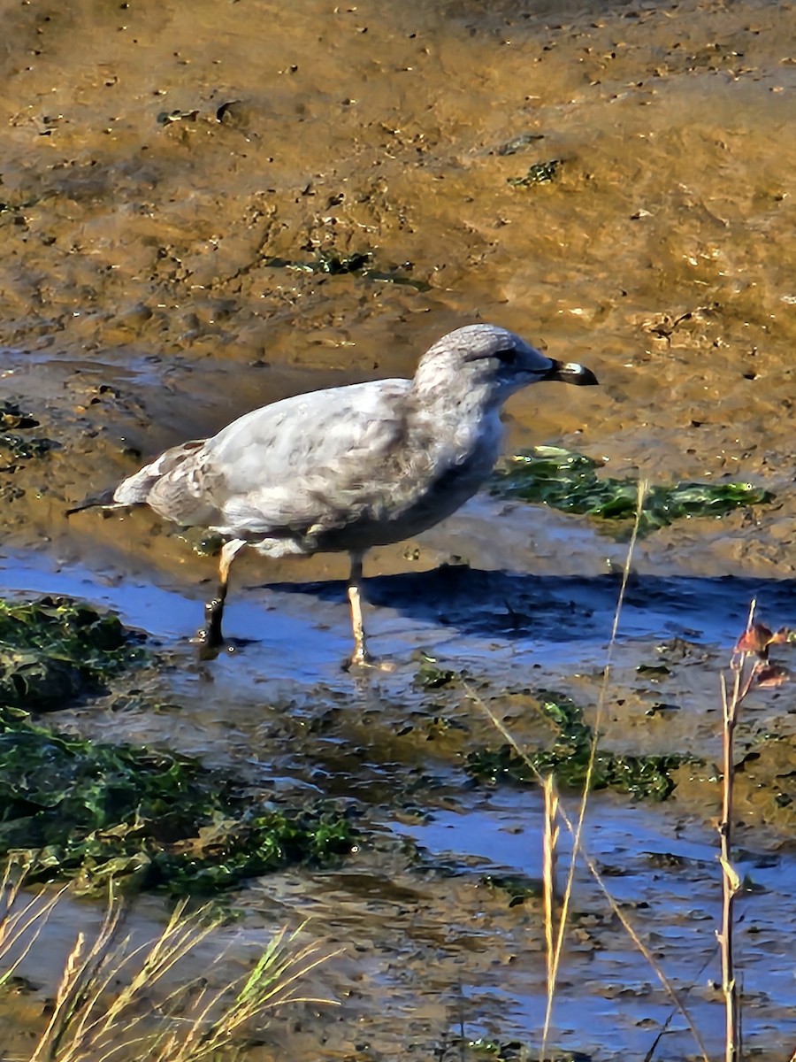 Ring-billed Gull - ML642696109