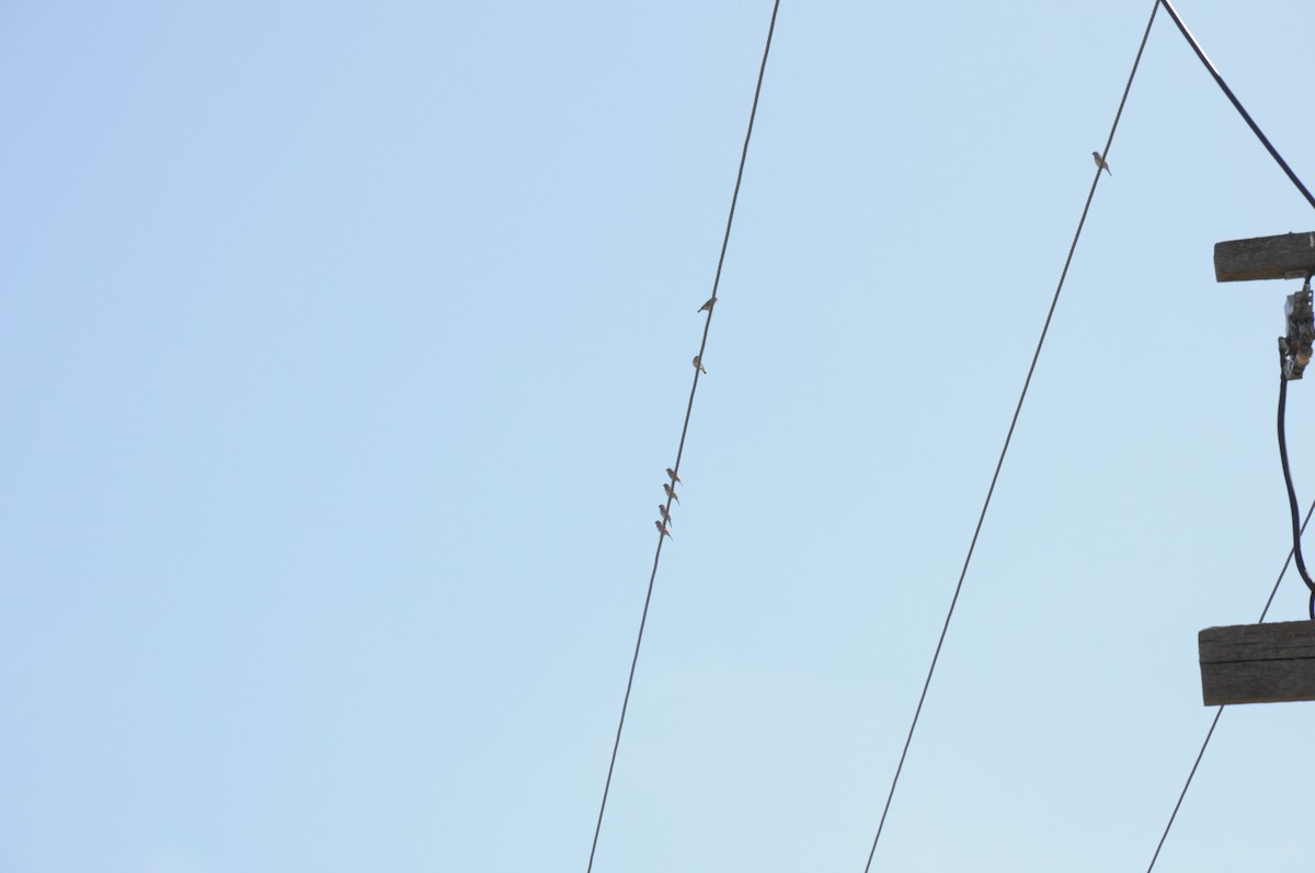 Plum-headed Finch - ML642696118