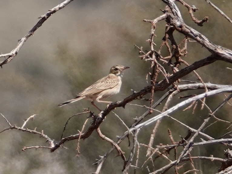 Australian Pipit - ML642696125