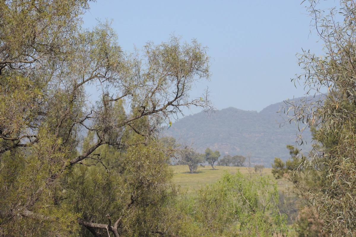 Rainbow Bee-eater - ML642696127