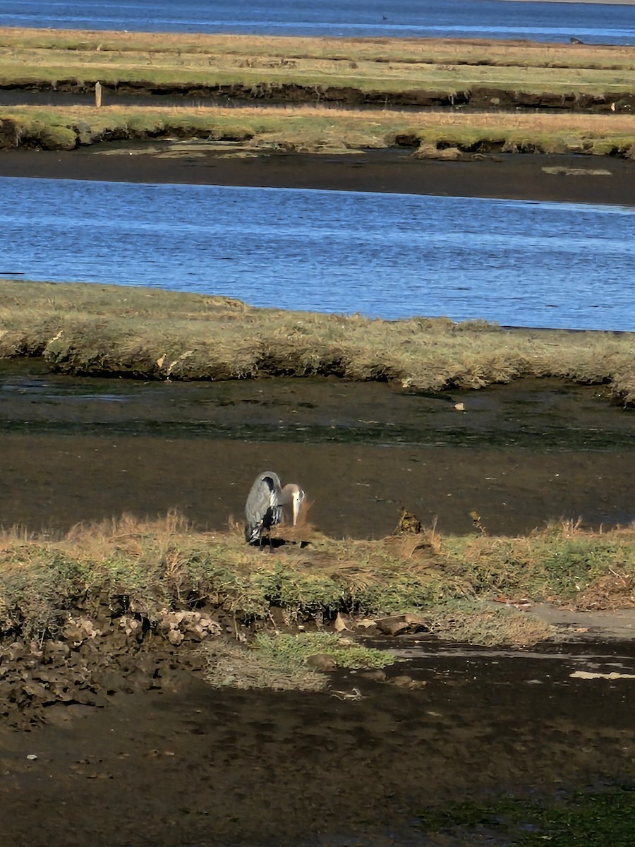 Great Blue Heron - ML642696129