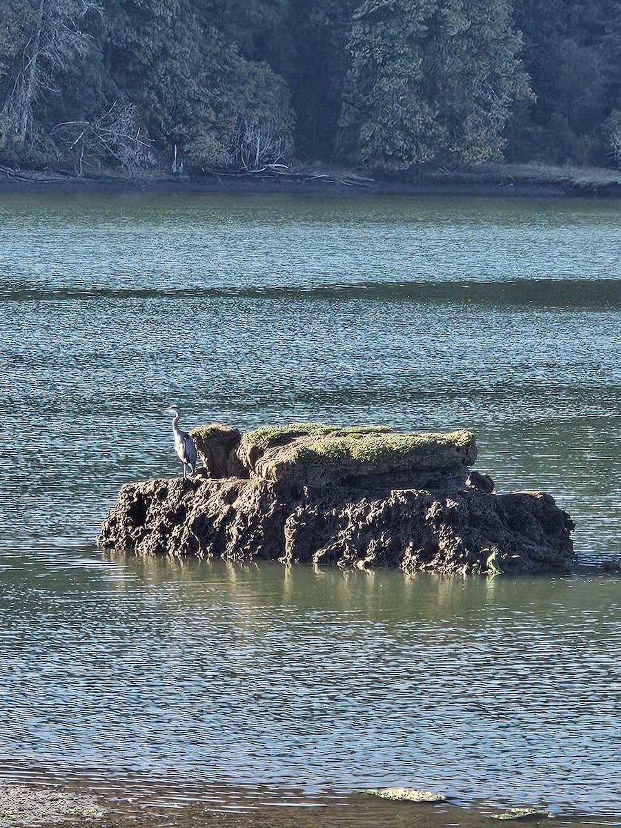 Great Blue Heron - ML642696130