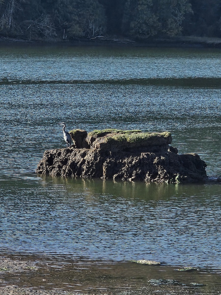 Great Blue Heron - ML642696131
