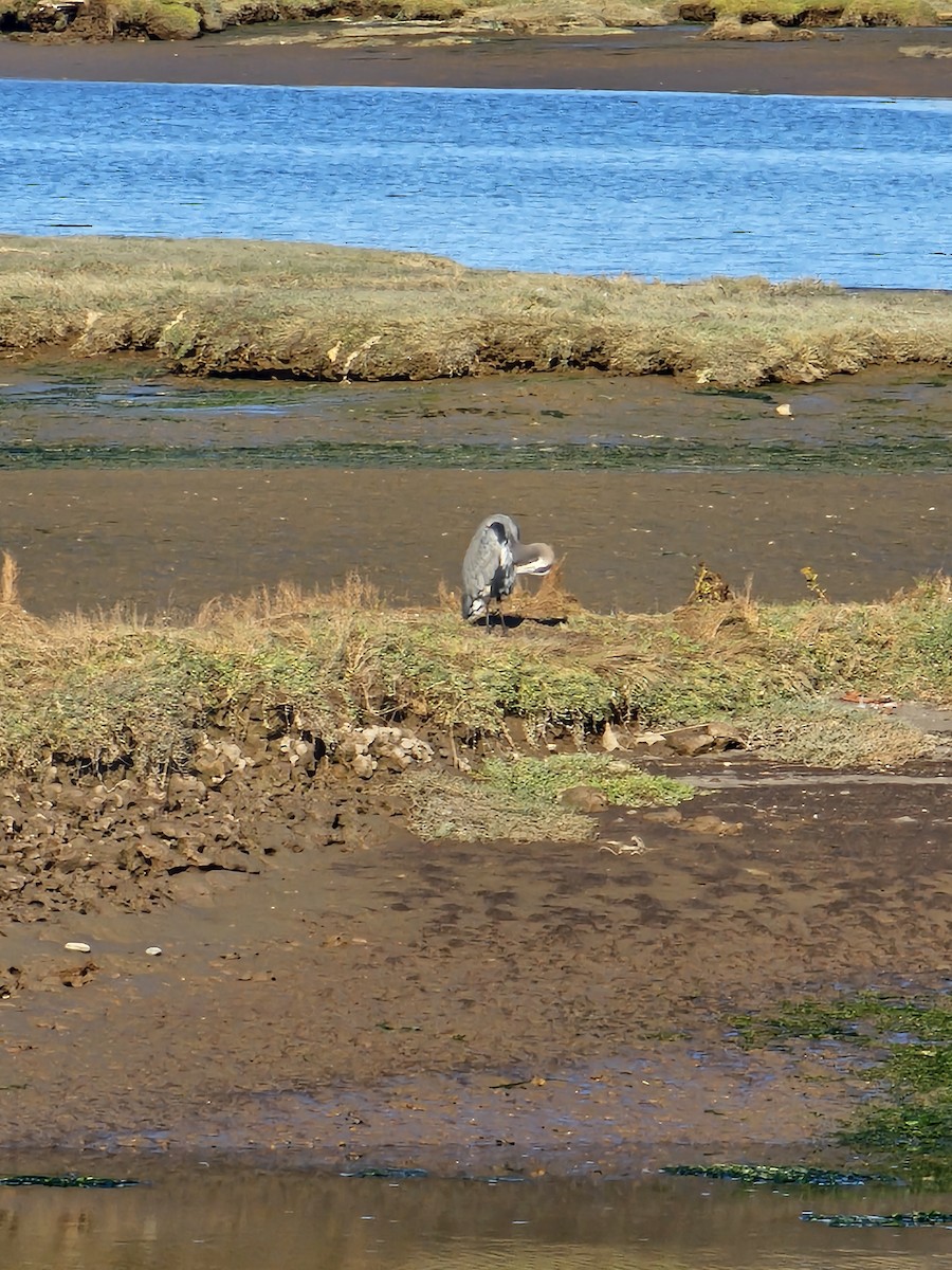 Great Blue Heron - ML642696132