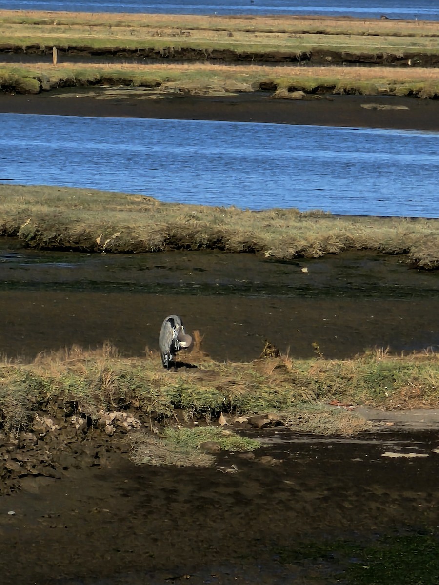 Great Blue Heron - ML642696134