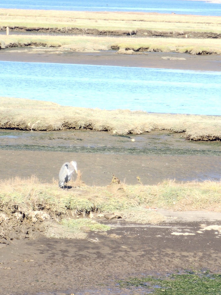 Great Blue Heron - ML642696135