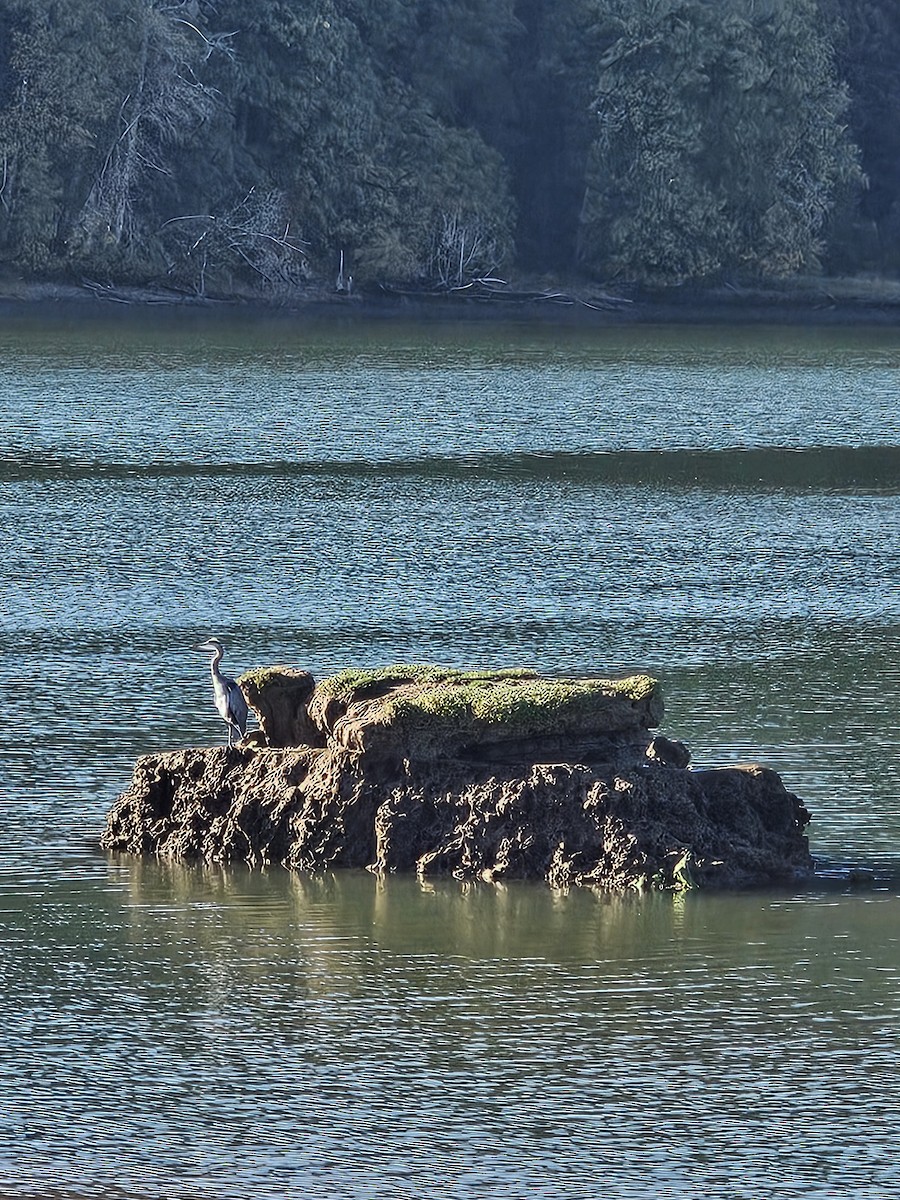 Great Blue Heron - ML642696136