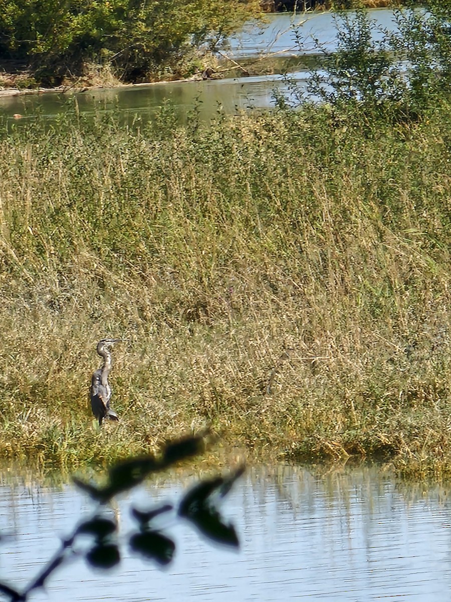 Great Blue Heron - ML642696138
