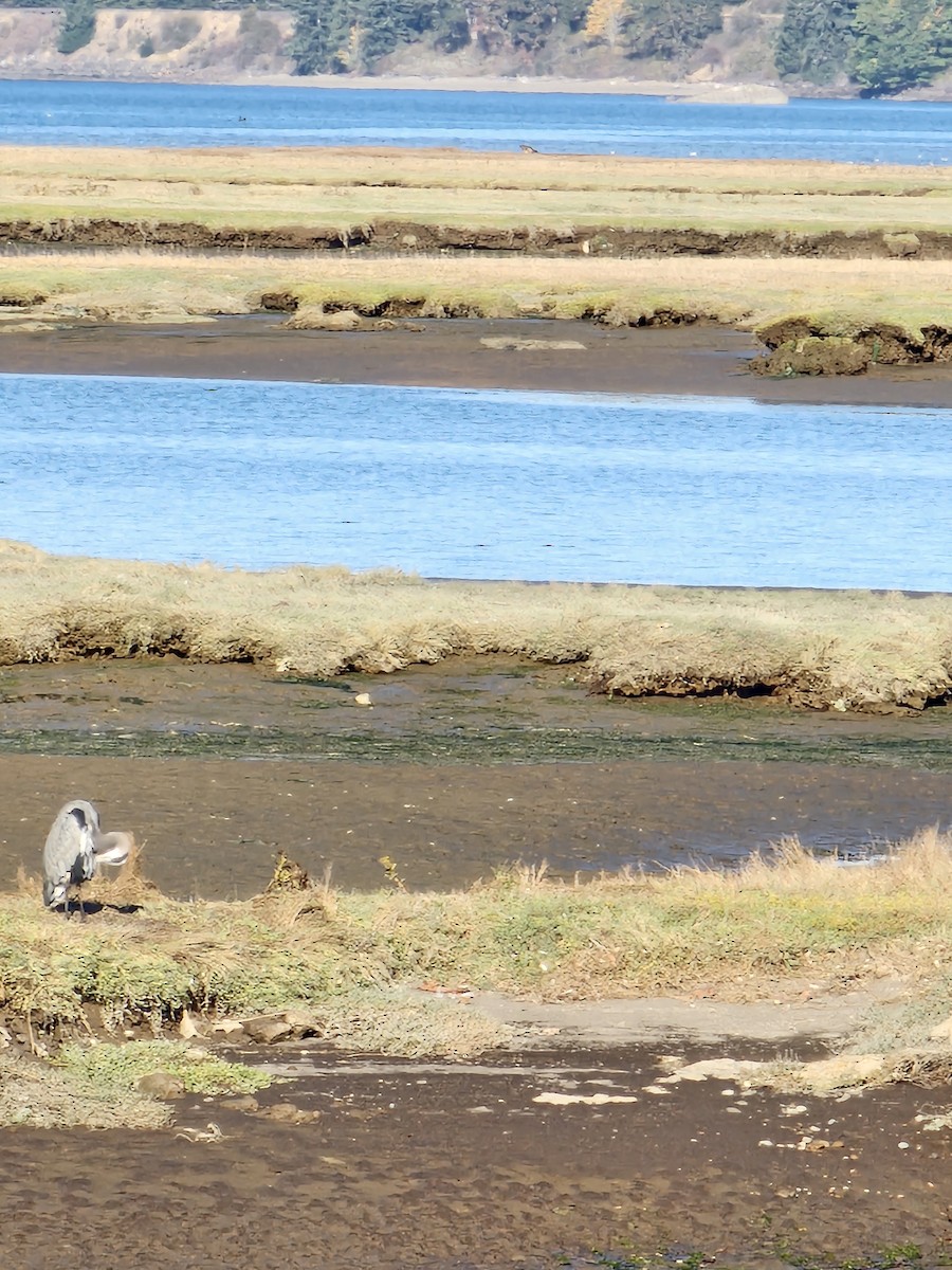 Great Blue Heron - ML642696139